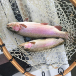 Two fish caught on one streamer. Ty Hallock.