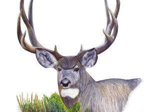 Mule Deer – 19″ x 13″
