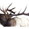 Elk Sharpie Artwork