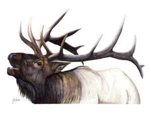 Elk – 20″ x 30″