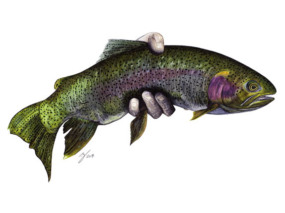 Miracle Mile Rainbow Trout Sharpie Artwork