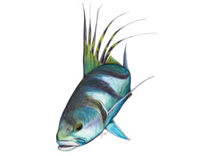 Rooster Fish – 19″ x 13″